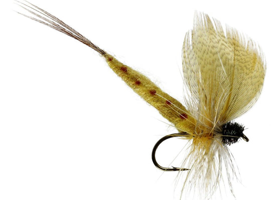 Thomas Yellow Mayfly