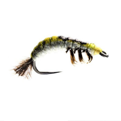 Hydrosyche Larva Czech Nymph Barbless