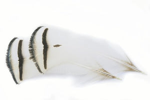 Amherst Tippet Feather