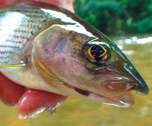 Grayling Flies