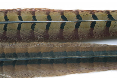 Cock Pheasant Centre Tails