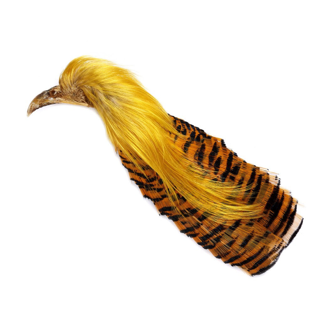Golden Pheasant No 2 Complete Head Nat