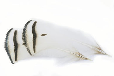 Amherst Tippet Feather